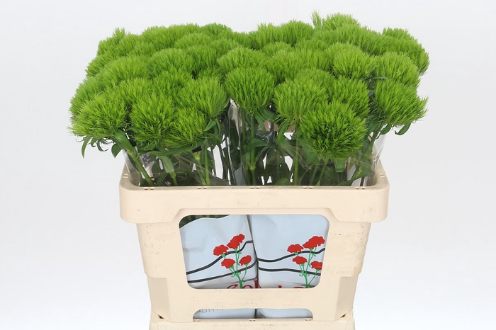 <h4>Dianthus Br Lady Ingreen</h4>