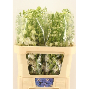 DELPH DU CENTU WHITE