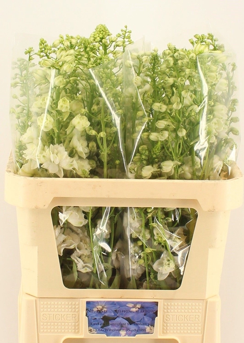 <h4>DELPH DU CENTU WHITE</h4>