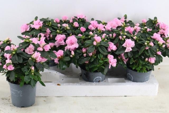 <h4>RHODO SI ROSE VOGEL</h4>