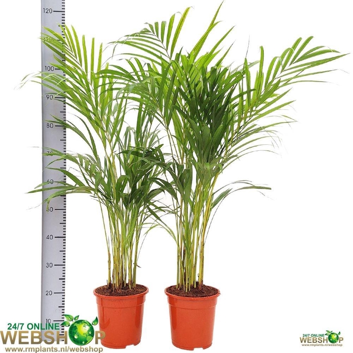 <h4>DYPSIS LUTESCENS</h4>