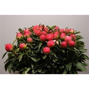 Paeonia coral sunset