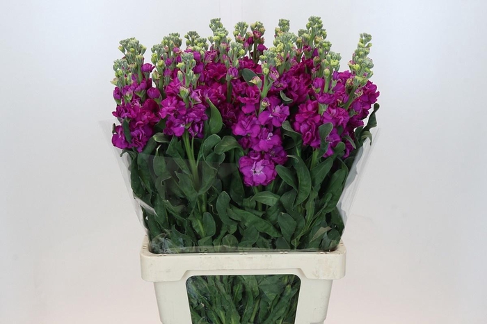 <h4>MATTH IRON ROSE</h4>