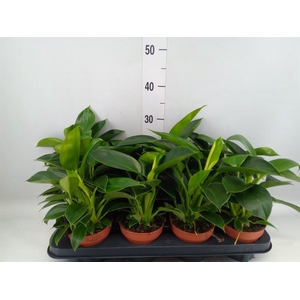 Philodendron  'Green Princess'