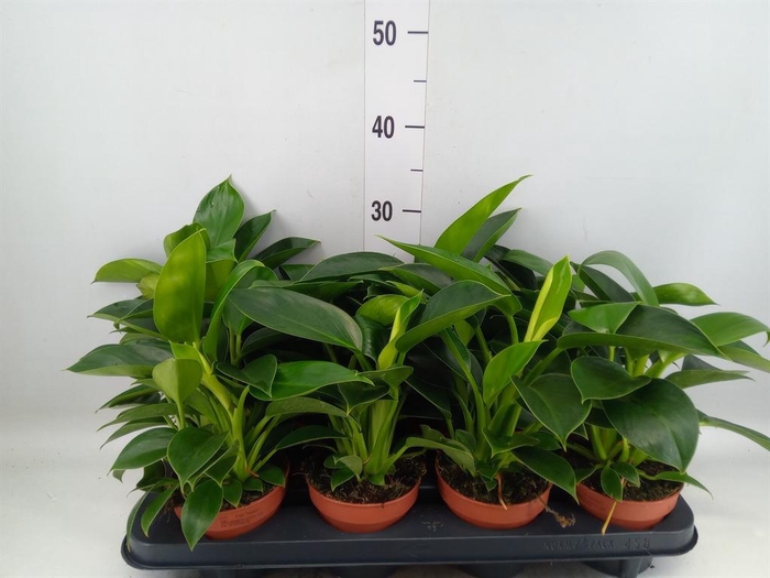 <h4>Philodendron  'Green Princess'</h4>