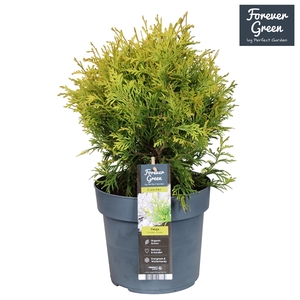 Thuja occidentalis 'Golden Globe' P19