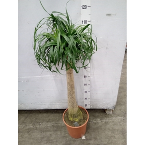 Beaucarnea recurvata