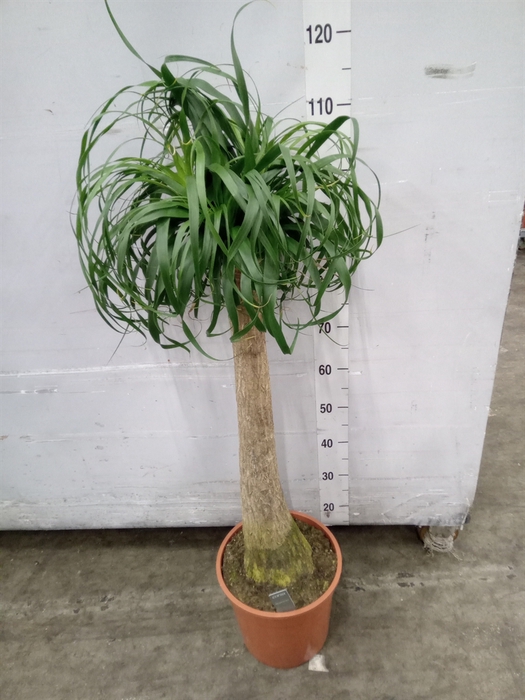 <h4>Beaucarnea recurvata</h4>