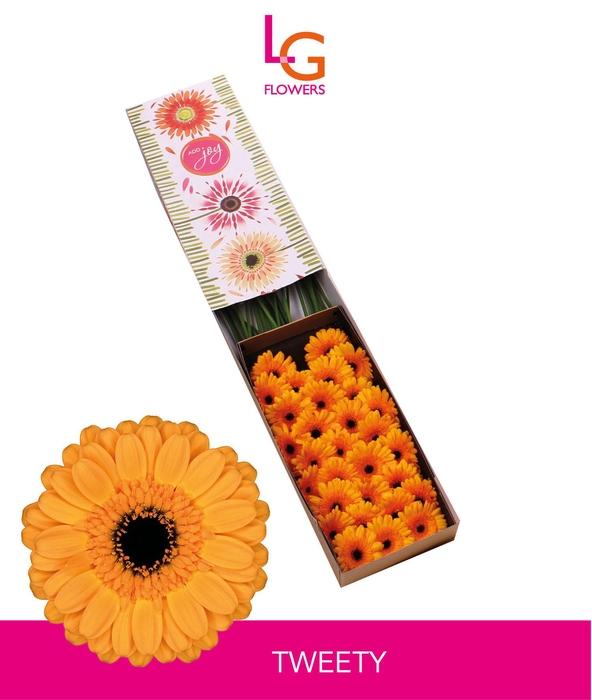 <h4>Germini Tweety Doos</h4>