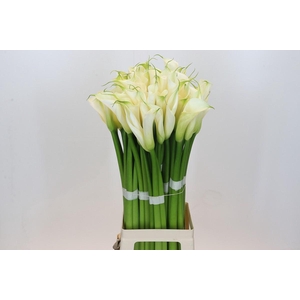 Zantedeschia Eydolls White