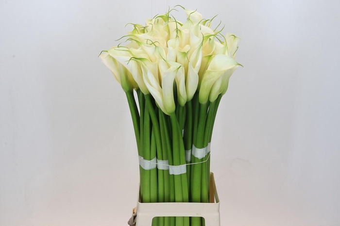 <h4>Zantedeschia Eydolls White</h4>