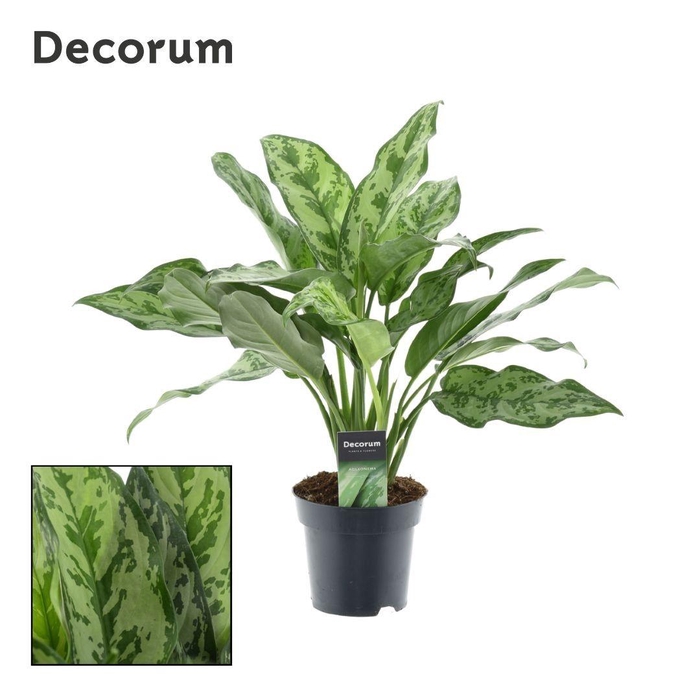 <h4>Aglaonema Romeo</h4>