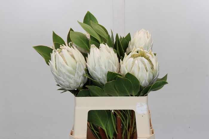 <h4>Protea Cyn. Ayoba Arctic Ice</h4>