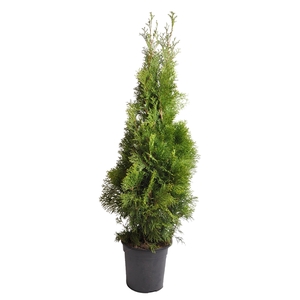 Thuja occ. Smaragd, plantmaat 100-120 cm - Rondgestoken -