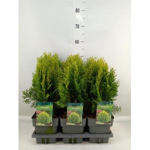 Platycladus orient. 'Aurea Nana'