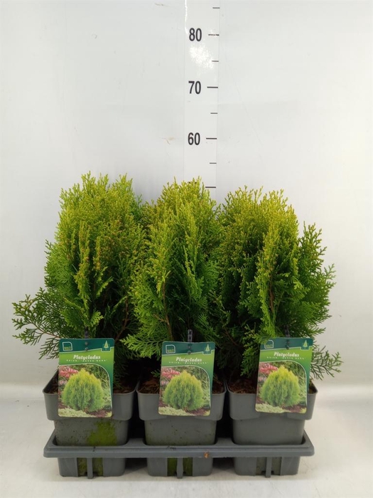 <h4>Platycladus orient. 'Aurea Nana'</h4>