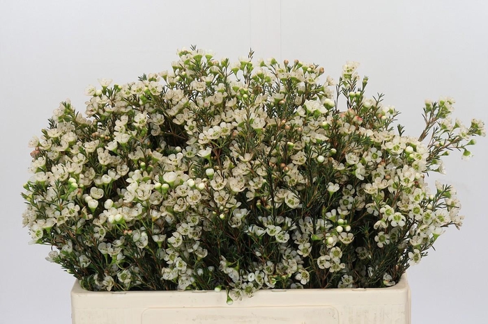 <h4>Chamelaucium Sirius</h4>