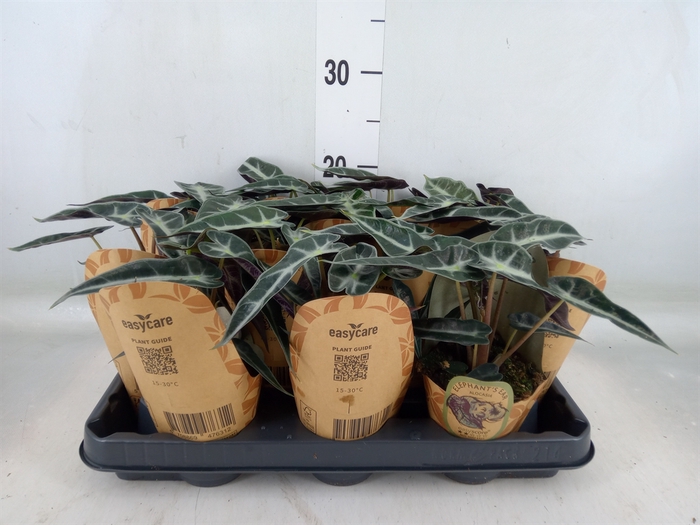 <h4>Alocasia   ...</h4>