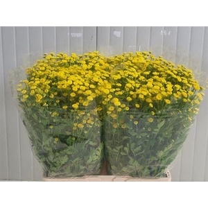 Tana Pa Amazone 800gr Ex