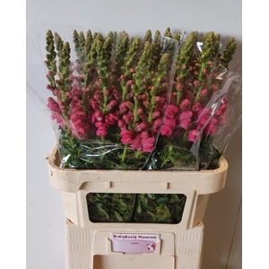 ANTIR AVIGNON ROSE