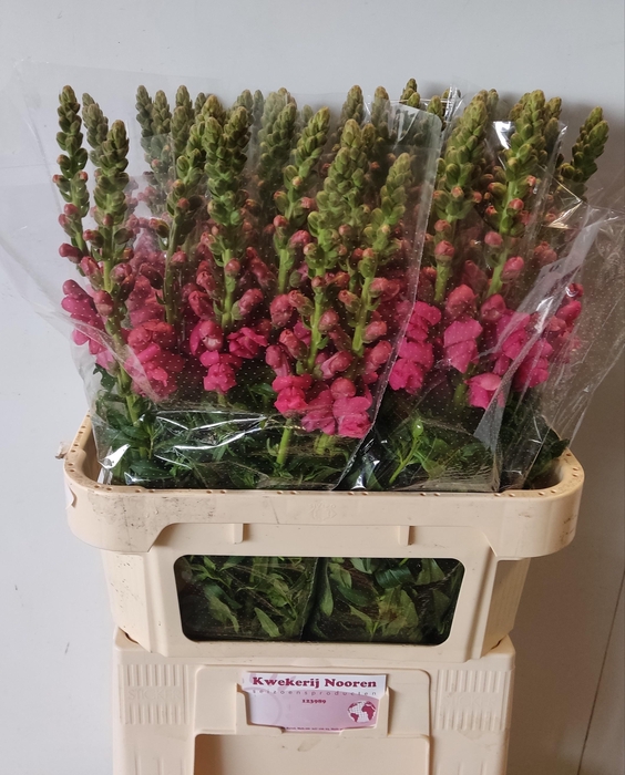 <h4>ANTIR AVIGNON ROSE</h4>