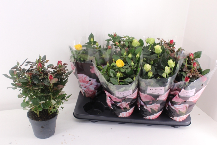 <h4>RO PATHIT GEM 4 SRT</h4>