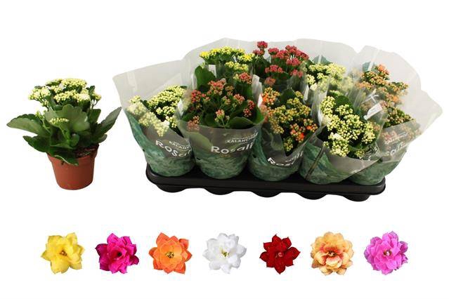<h4>KALAN CALAN MIX ROSALINA P12</h4>