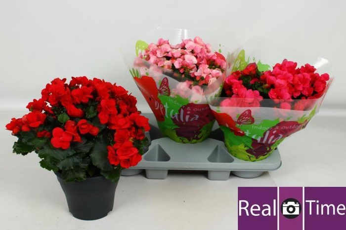 <h4>BEG EN BETULIA GEM</h4>