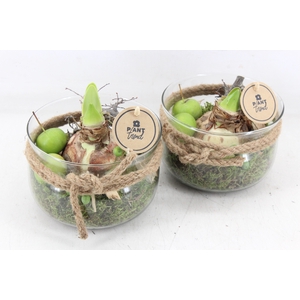 arr4 Amaryllis PL - Glas bose touw kl. 338/6