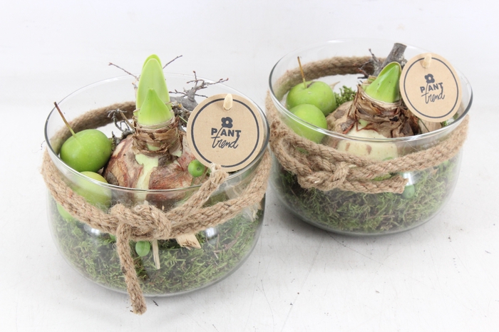 <h4>arr4 Amaryllis PL - Glas bose touw kl. 338/6</h4>