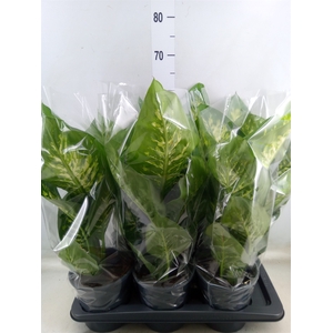 Dieffenbachia seg. 'Tropic Snow'