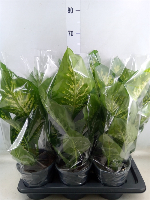 <h4>Dieffenbachia seg. 'Tropic Snow'</h4>