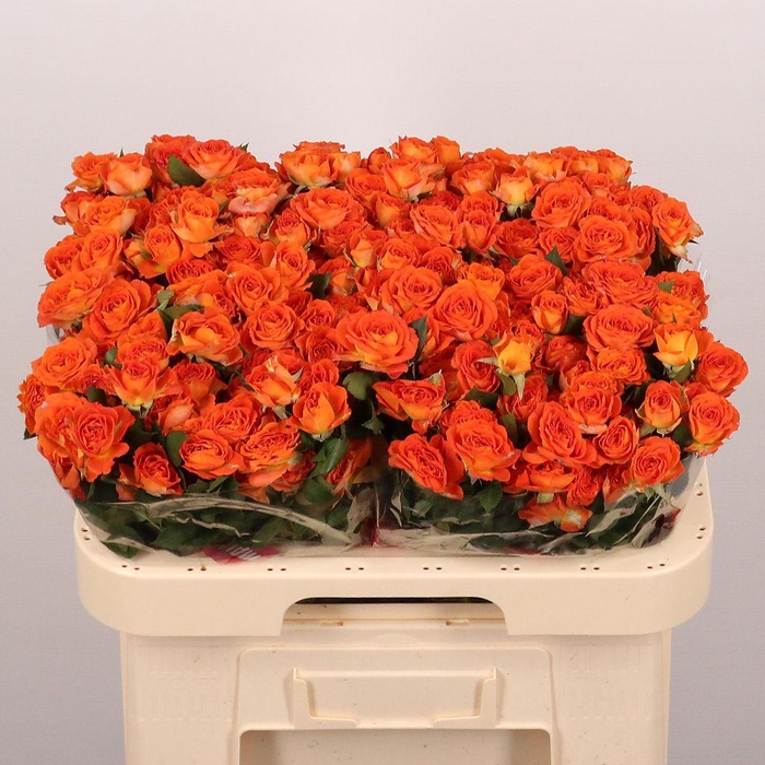 <h4>Rosa spray airya</h4>