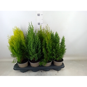 Conifers   ...mix