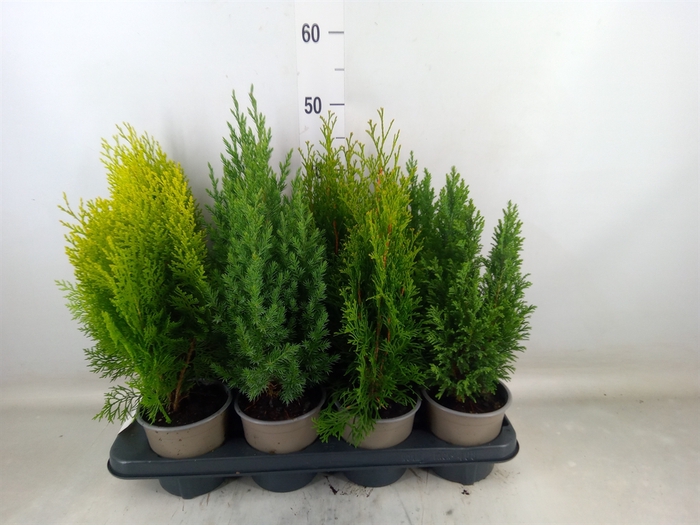 <h4>Conifers   ...mix</h4>