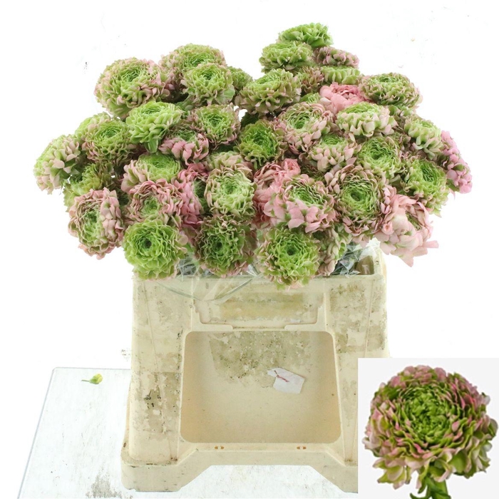 <h4>RAN PON PON HERMIONE</h4>