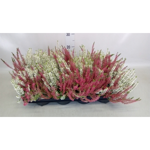 Calluna vulg. 'Garden G Twin'