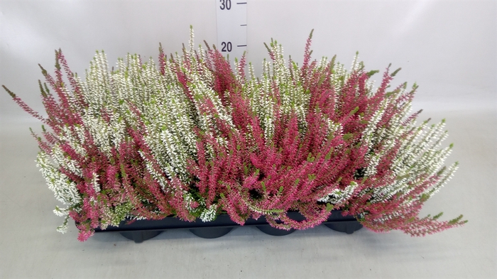 <h4>Calluna vulg. 'Garden G Twin'</h4>