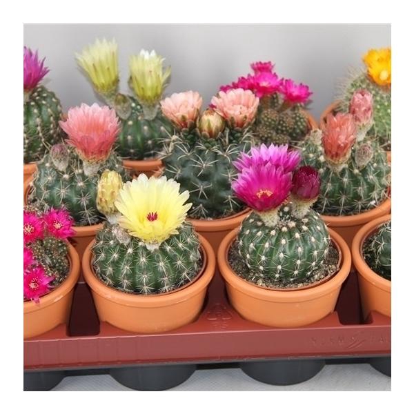 <h4>Cactus bloeiend gemengd</h4>