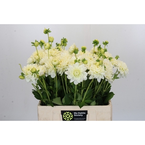 Dahlia White Wonder