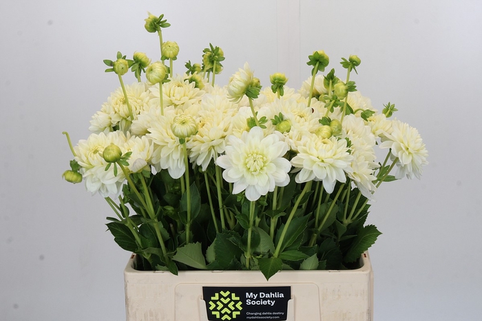 <h4>Dahlia White Wonder</h4>