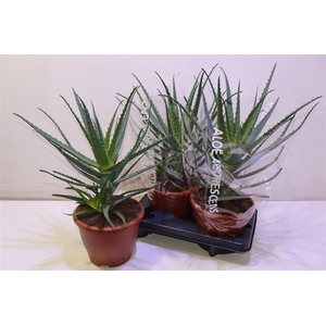 arr8 Aloe Arborescens