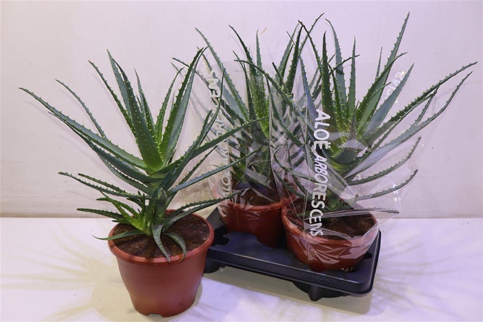 <h4>arr8 Aloe Arborescens</h4>