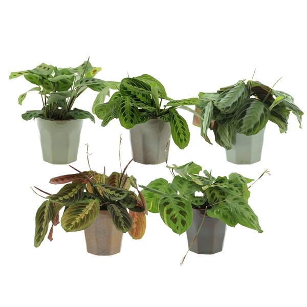 <h4>Maranta leuconeura overig</h4>