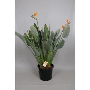 Strelitzia reginae 