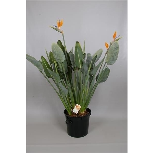 <h4>Strelitzia reginae "Bird of Paradise"</h4>