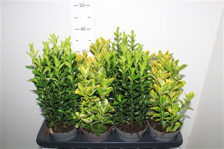 <h4>Euonymus Jap Gem</h4>