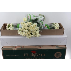 Di St Rodas Creme Box-OZB--FLEST-