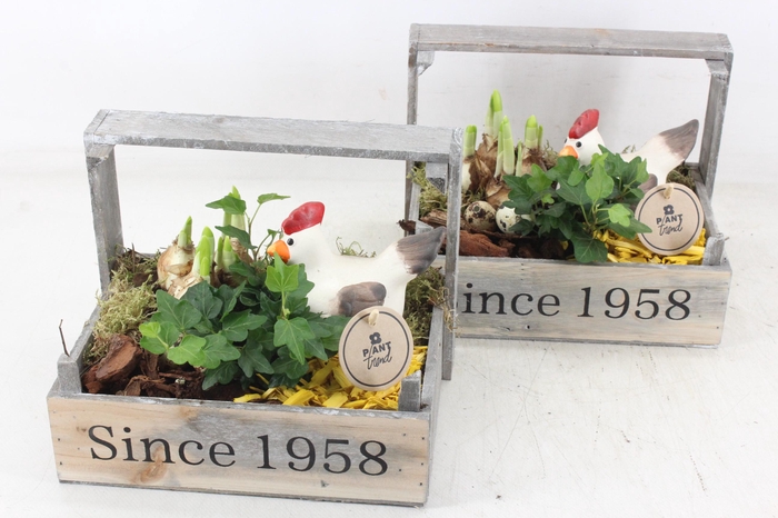 <h4>arr4 Narcis PL - Hout bollenkist 1958</h4>