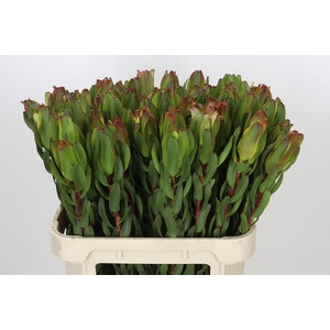 Leucadendron Laurel Yellow